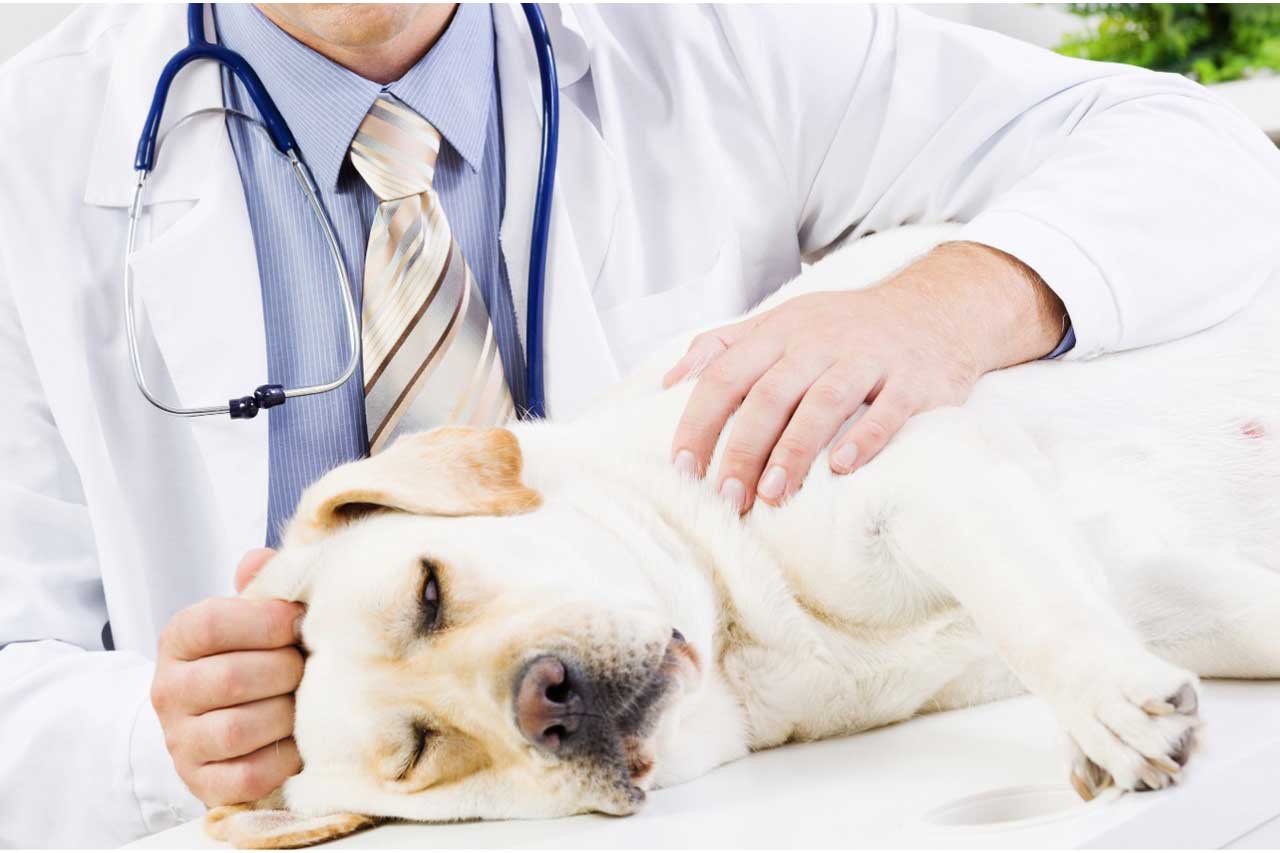 کلینیک دامپزشکی دکتر موسوی (جمهوری)